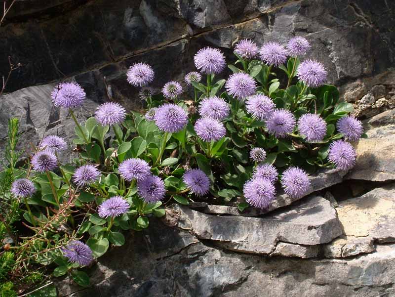 Globularia incanescens Viv. / Vedovella delle Apuane